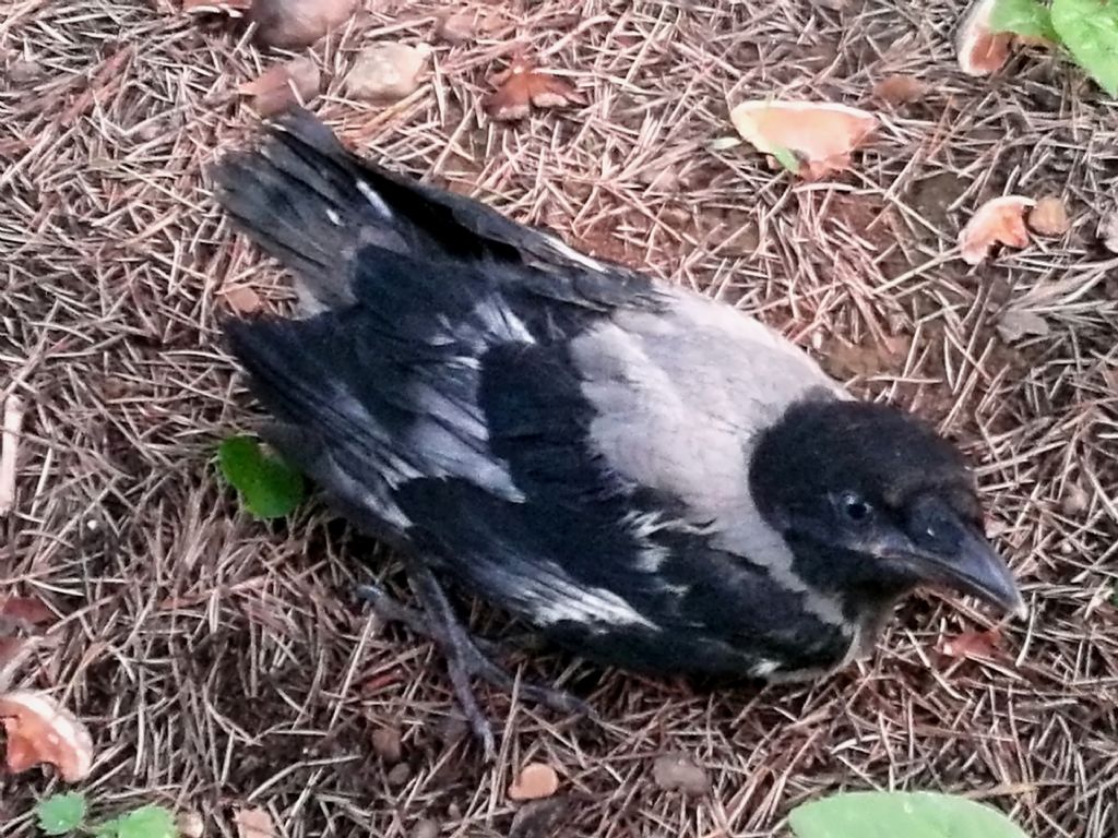 Cornacchino? S, gionane Cornacchia grigia (Corvus corone cornix)