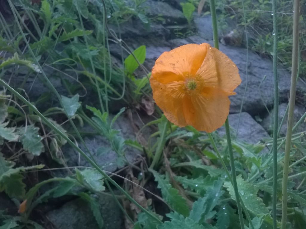 Papaver atlanticum / Papavero atlantico