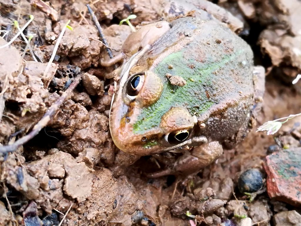 Rospo o Rana ? Rana verde, Pelophylax sp. (Pianura padana)