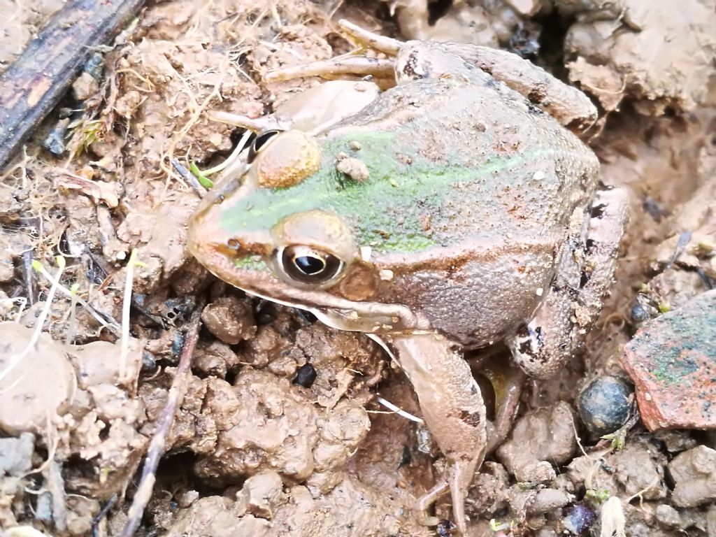 Rospo o Rana ? Rana verde, Pelophylax sp. (Pianura padana)