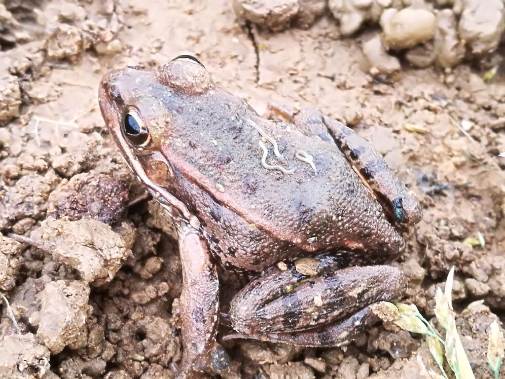 Rospo o Rana ? Rana verde, Pelophylax sp. (Pianura padana)