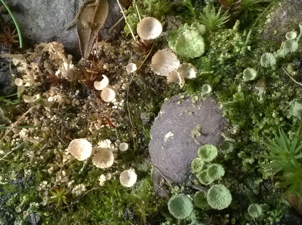 Cladonia sp.?