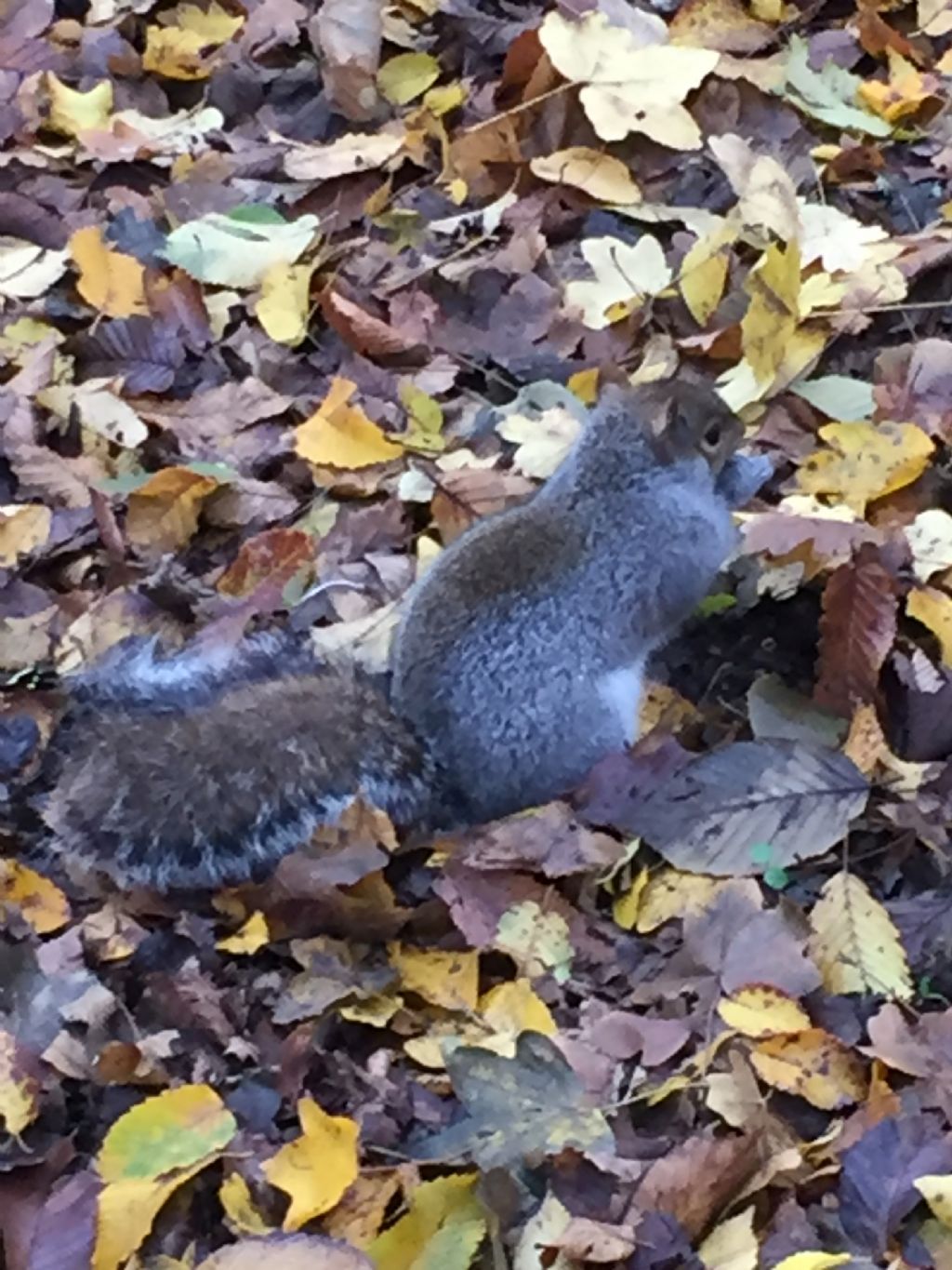 Scoiattolo grigio o rosso? Grigio (Sciurus carolinensis)