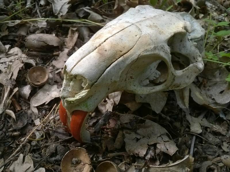 Cranio di... nutria