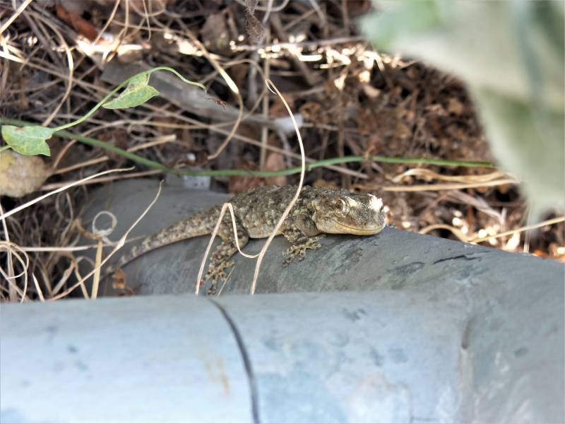 Geco?  S, Geco comune / Tarentola mauritanica