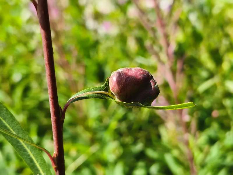 Galle su Salix sp.