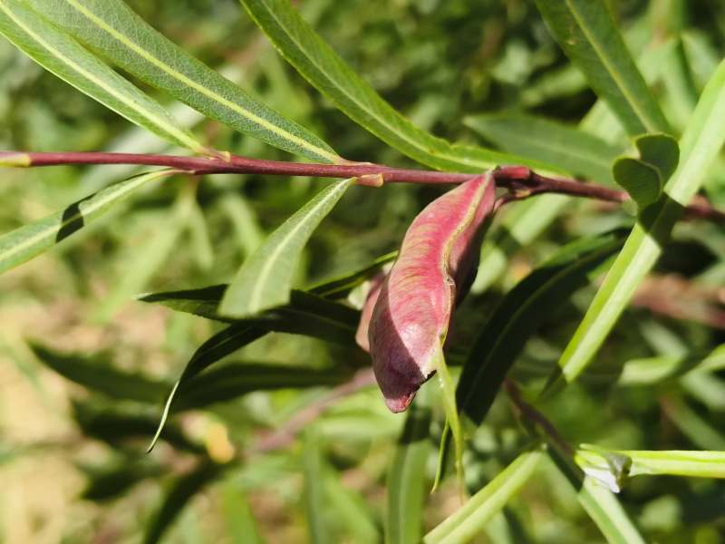 Galle su Salix sp.
