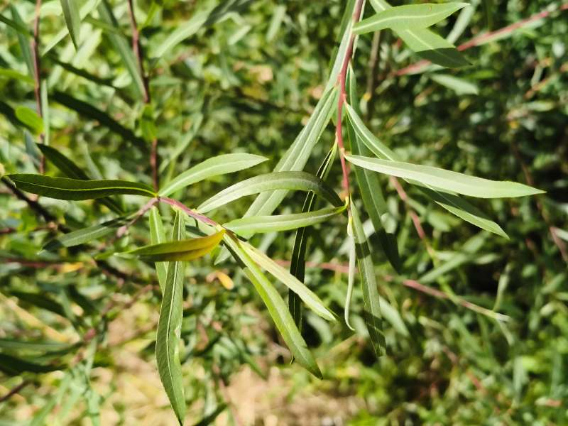 Galle su Salix sp.