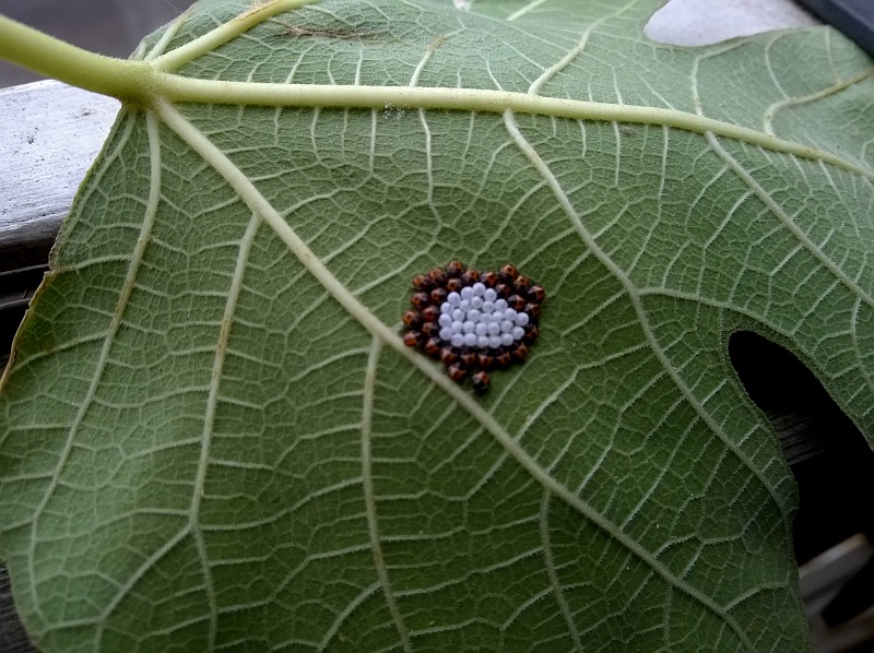 Pentatomidae:  neanidi di Halyomorpha halys