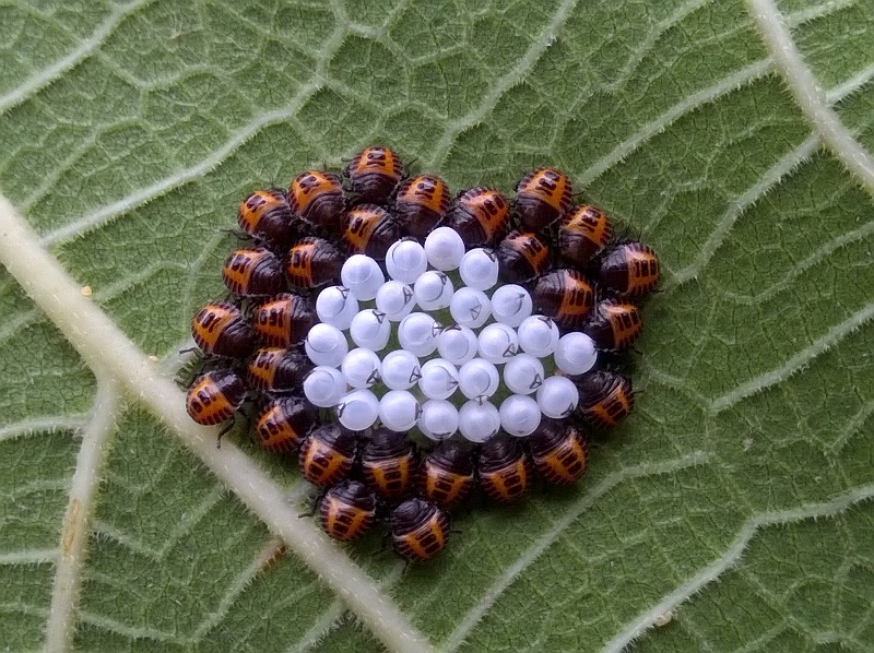 Pentatomidae:  neanidi di Halyomorpha halys