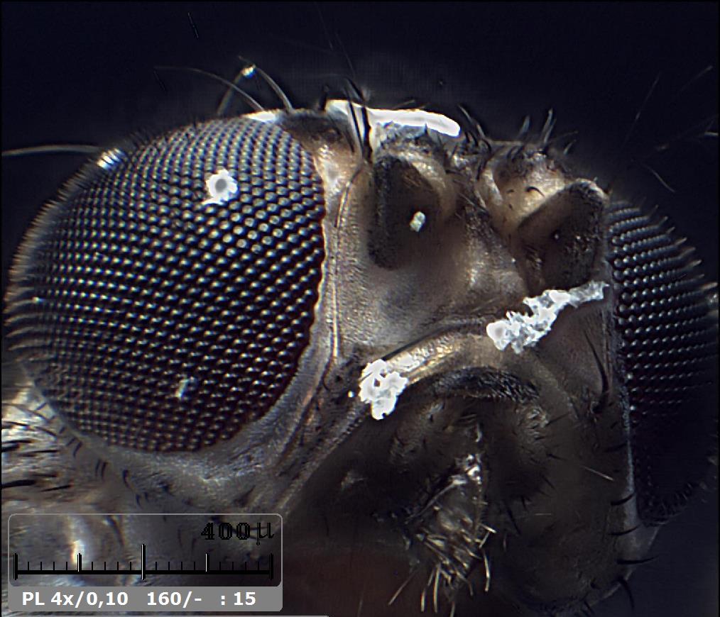 Esercitazioni in Helicon Focus