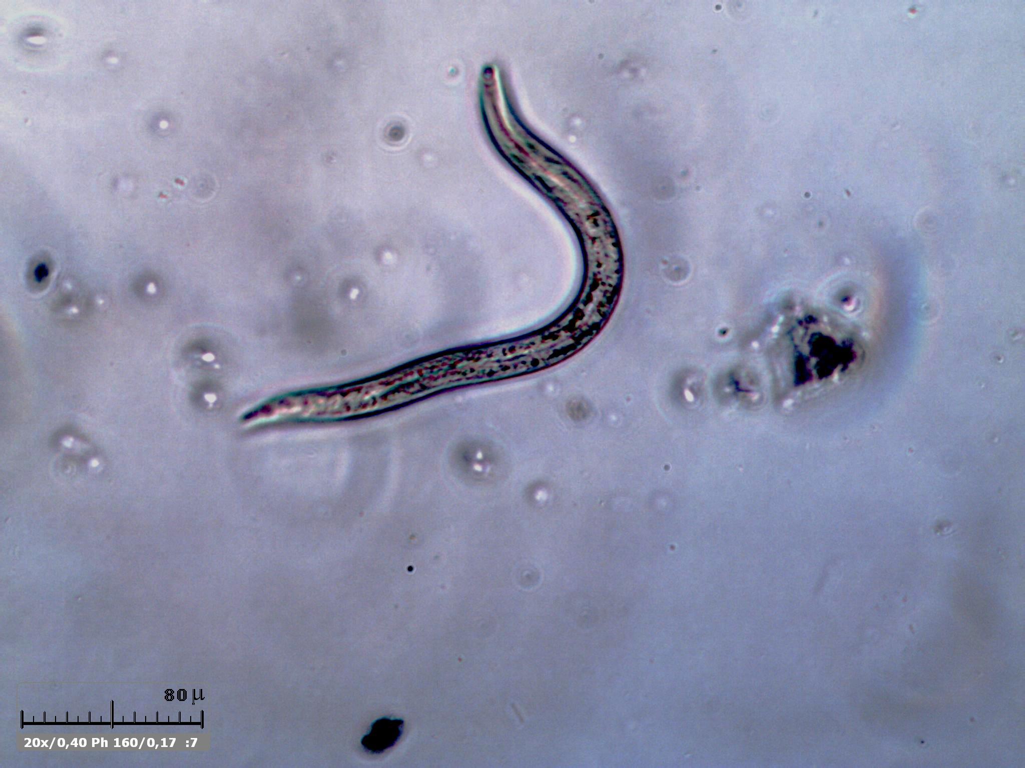 Nematode