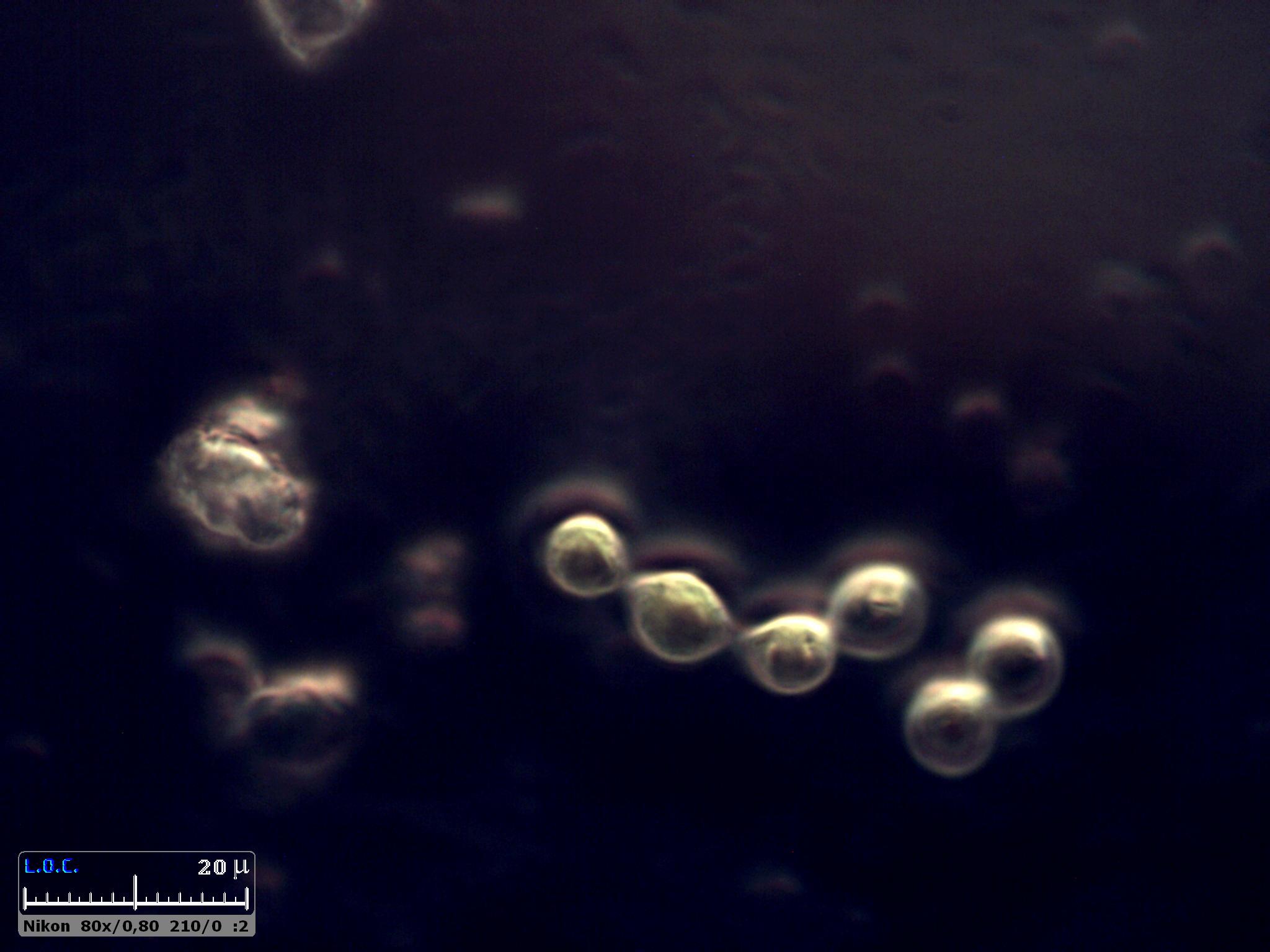 My new Double Micro''sSpaceLab