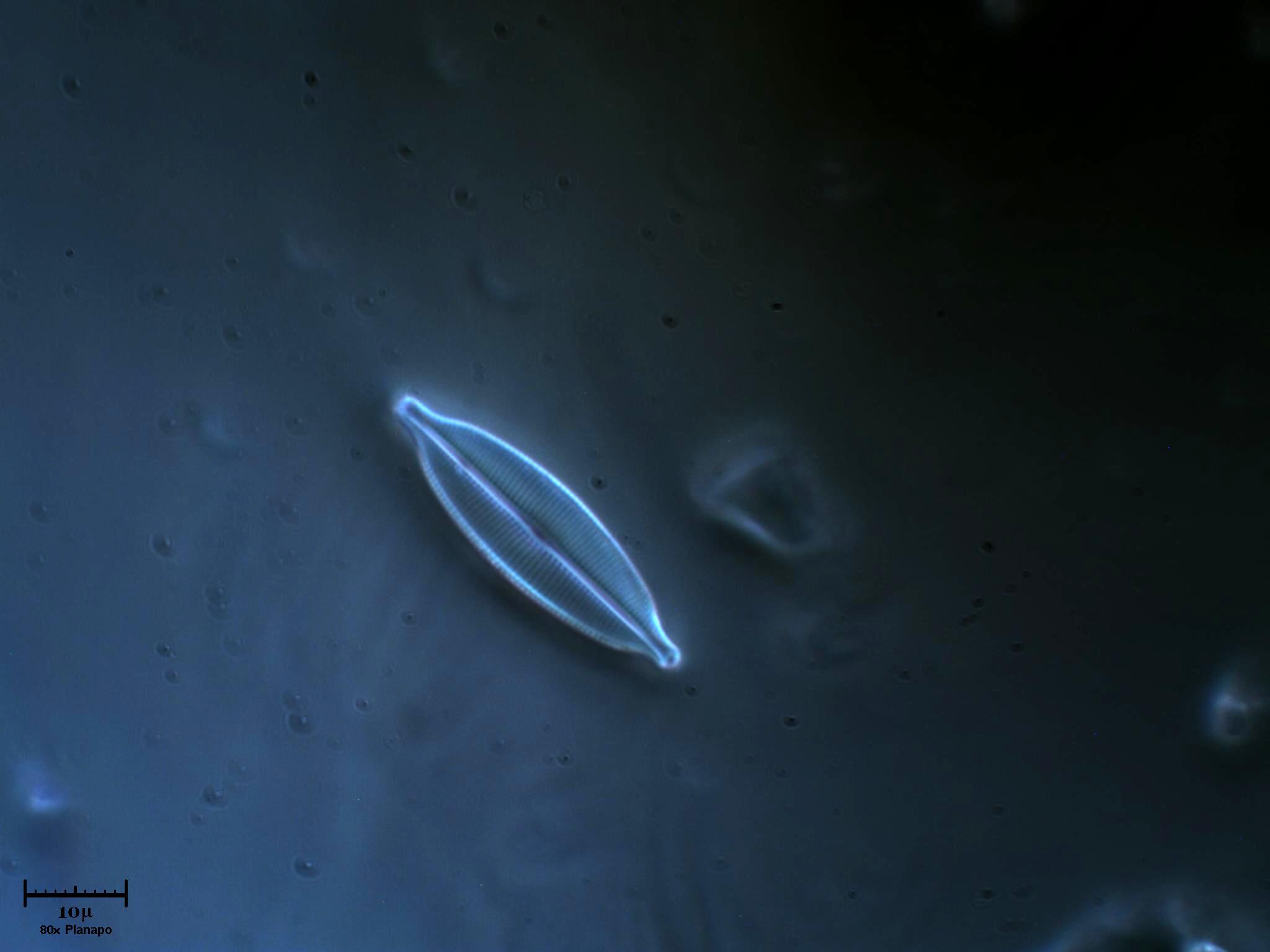 Limite di risoluzione del microscopio ottico