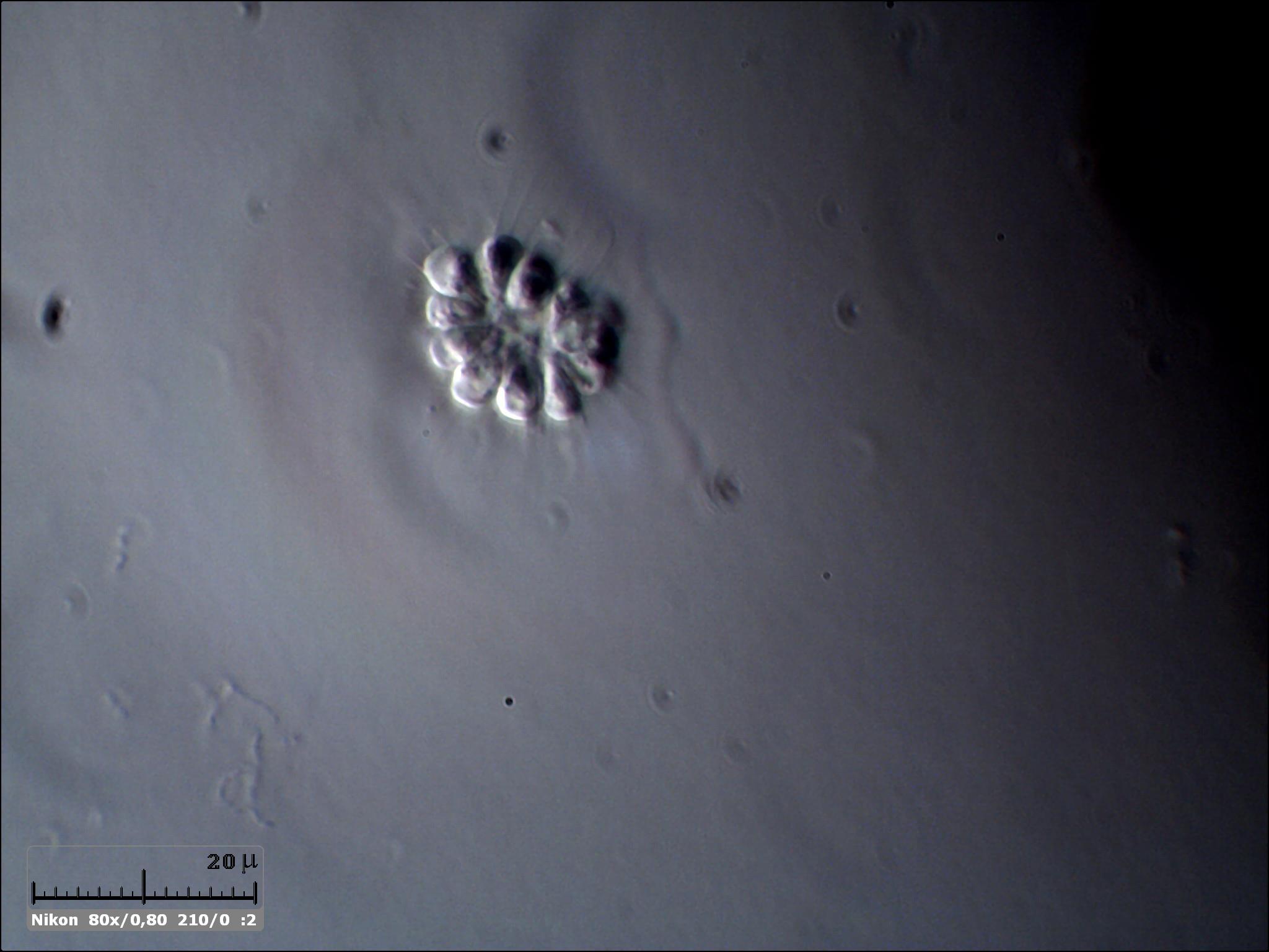 New Codosiga botrytis