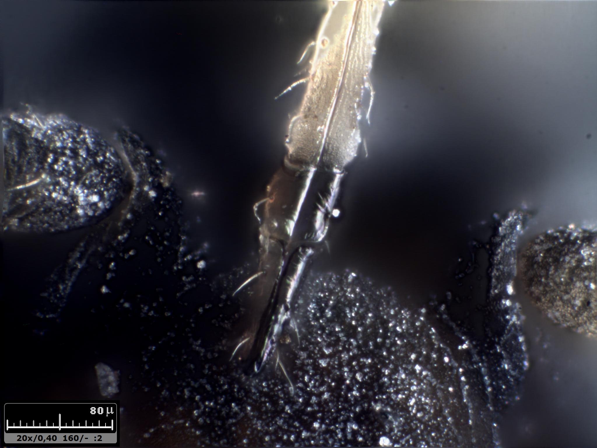 Esercitazioni in Helicon Focus