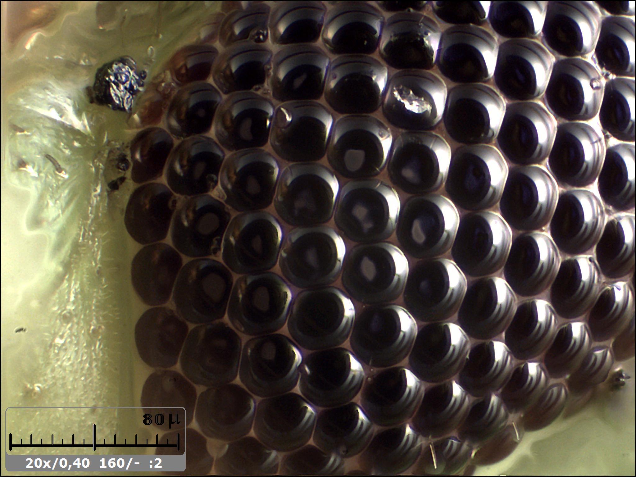 Esercitazioni in Helicon Focus