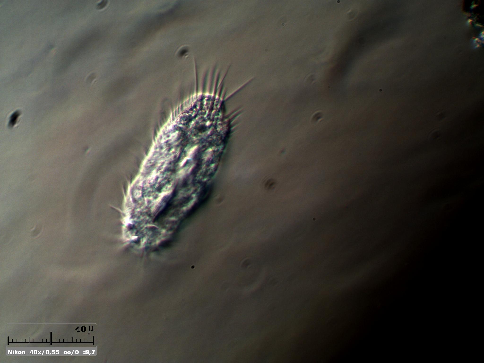 Euplotes