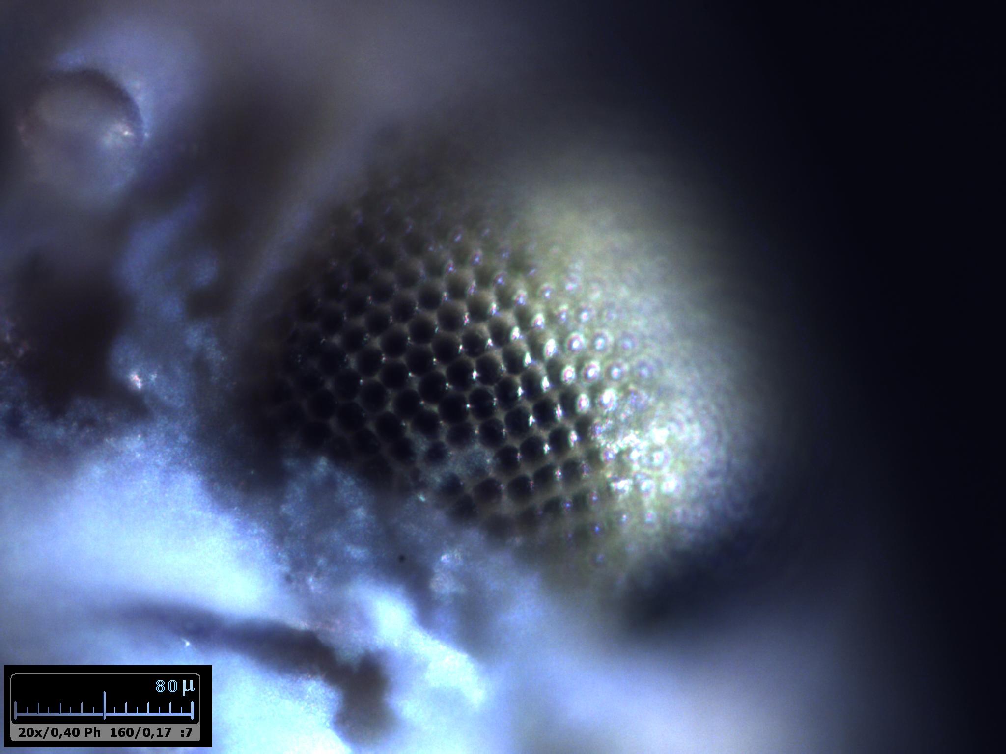 Esercitazioni in luce incidente