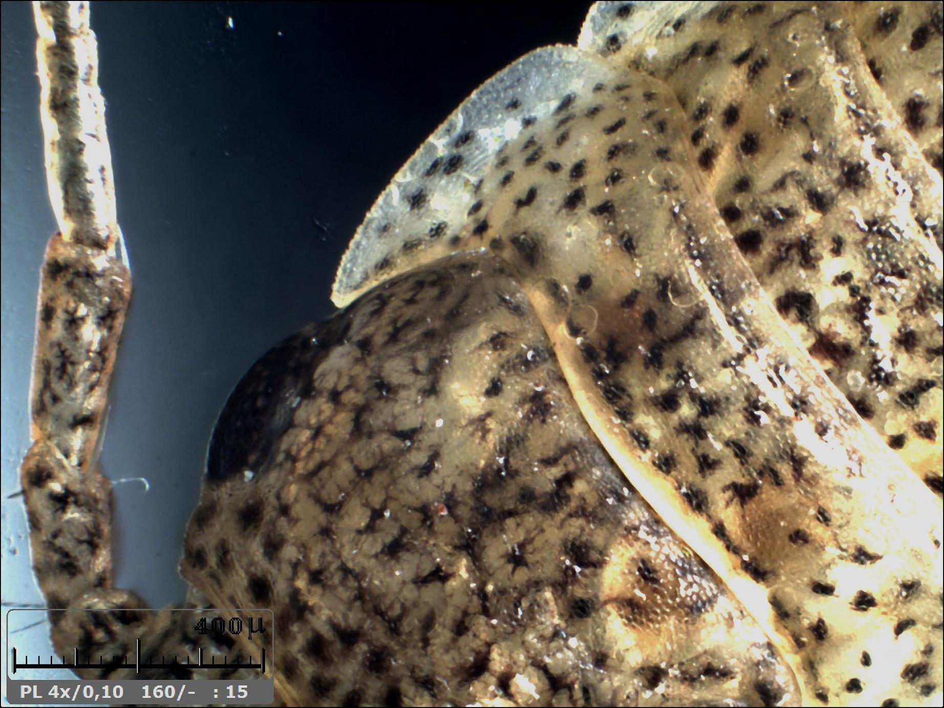 Esercitazioni in Helicon Focus