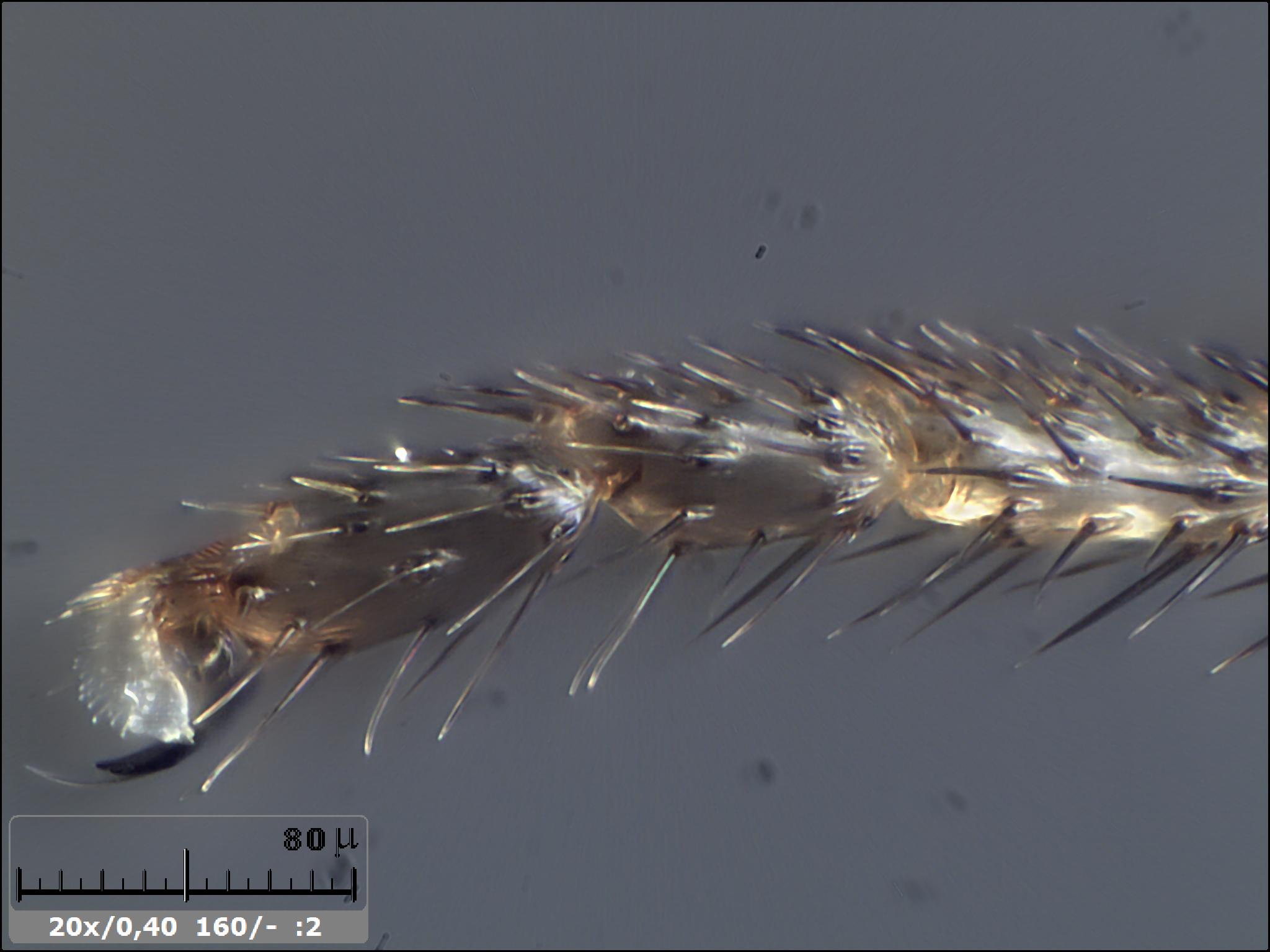 Esercitazioni in Helicon Focus