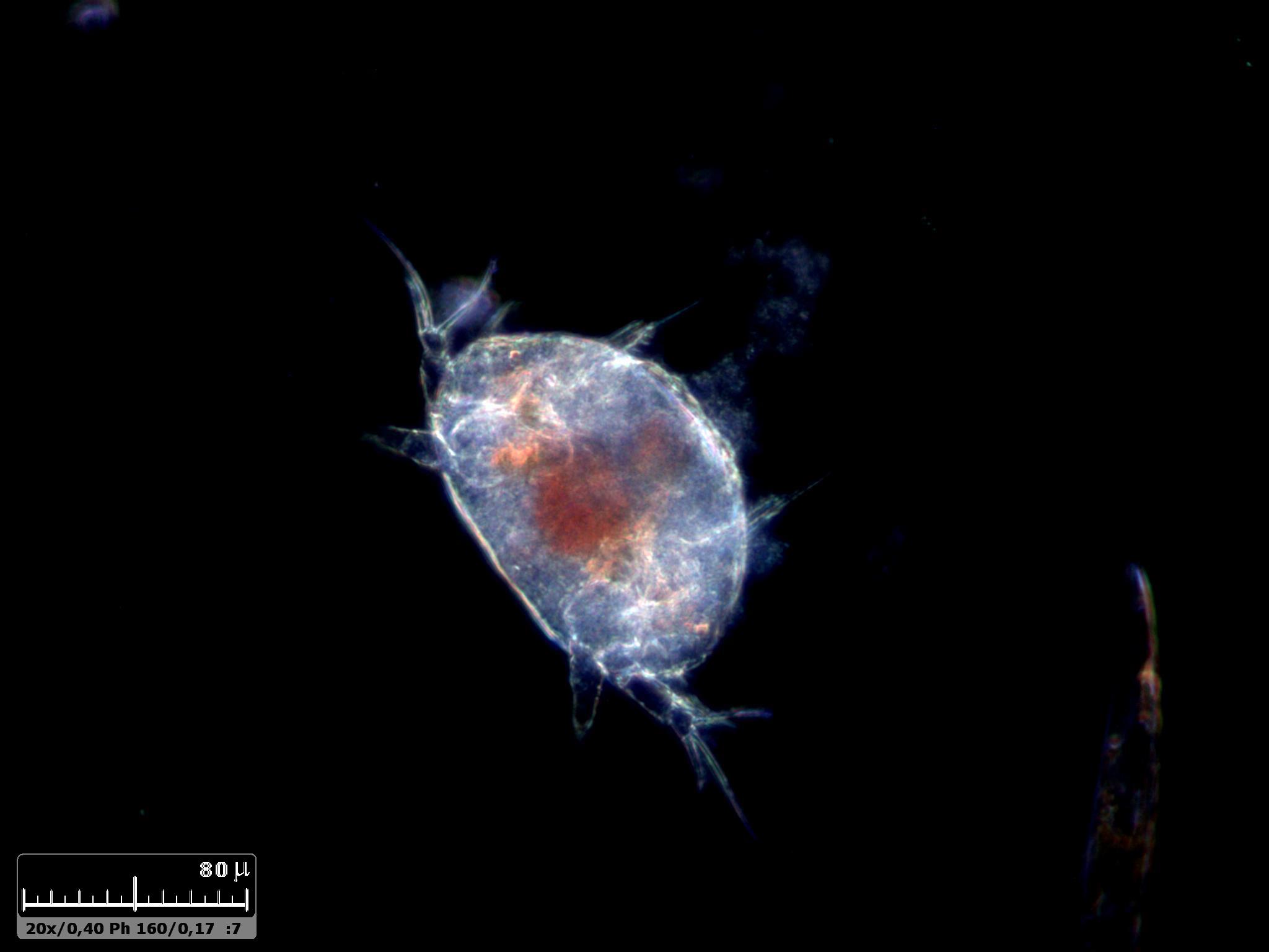 Nauplio di copepode