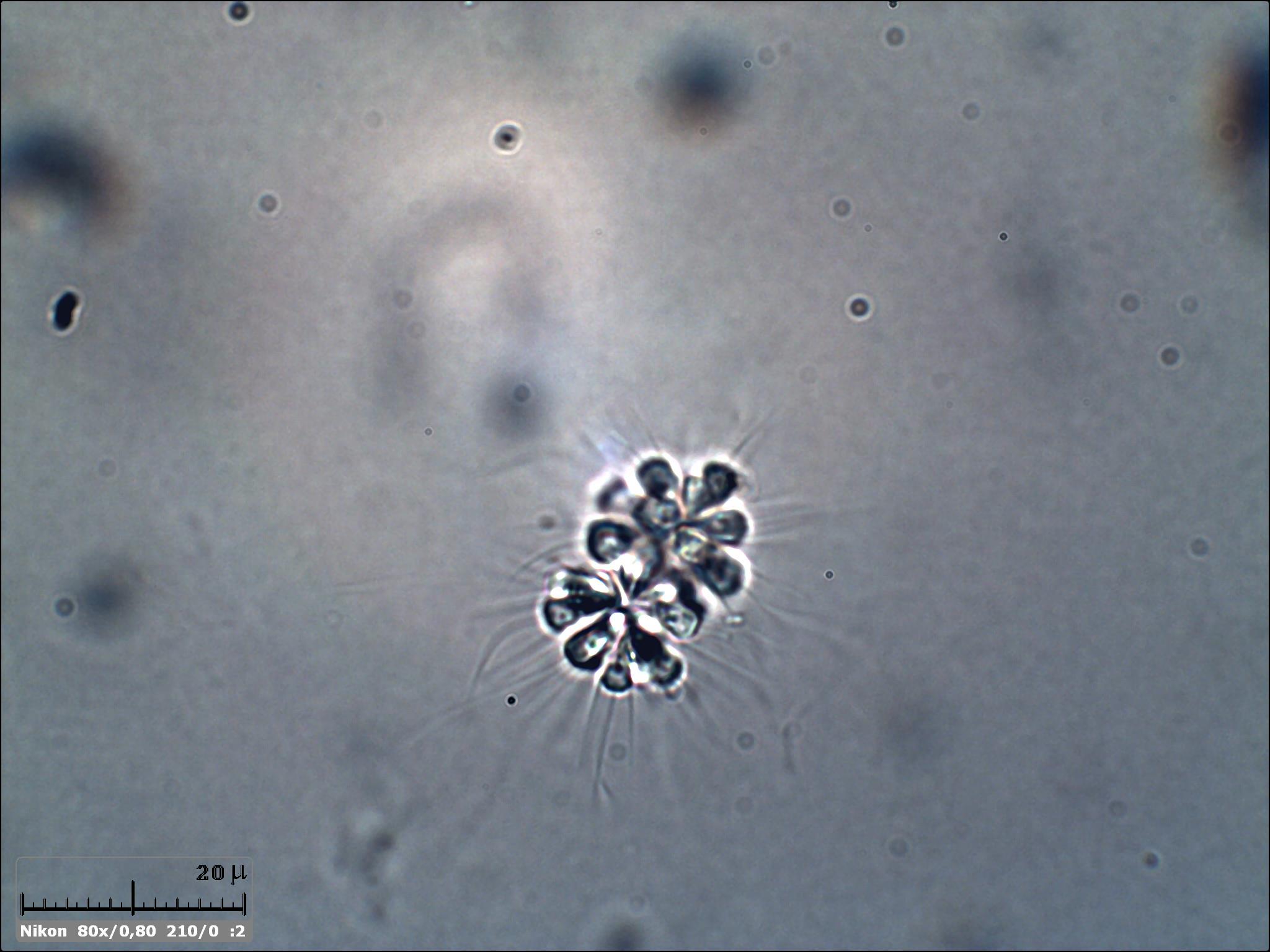 Che belli. Ho preso la Codosiga