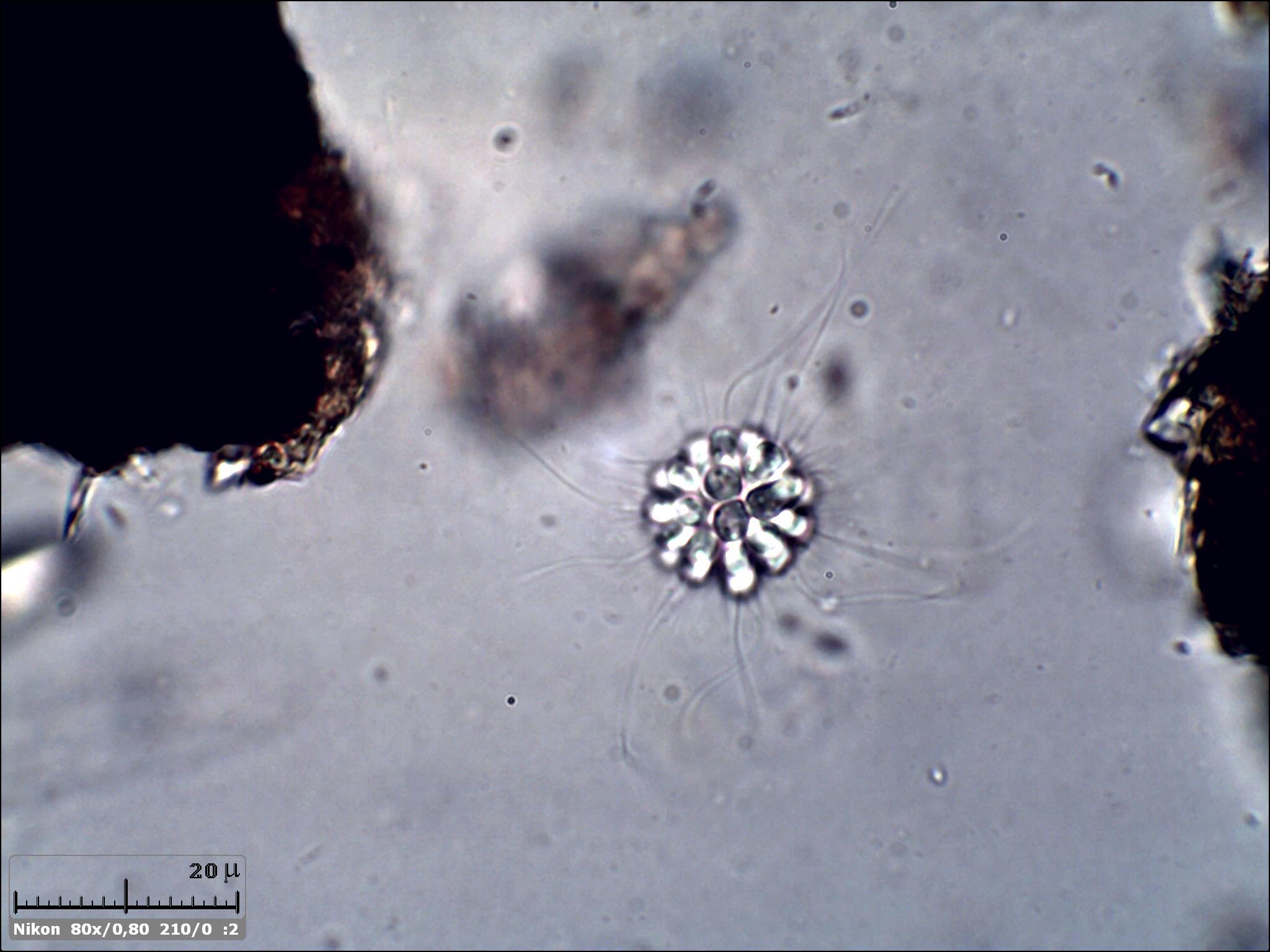 Che belli. Ho preso la Codosiga