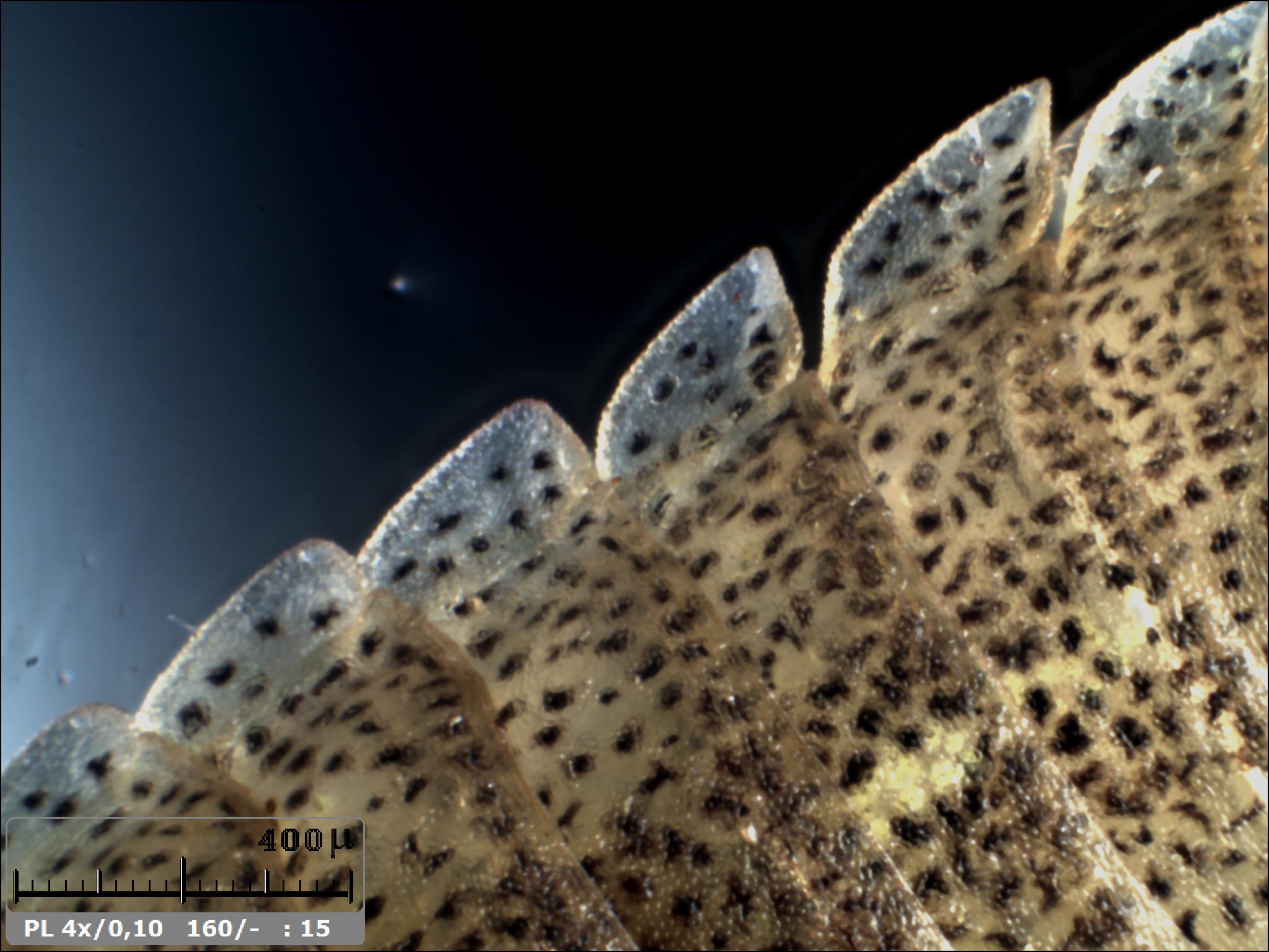 Esercitazioni in Helicon Focus