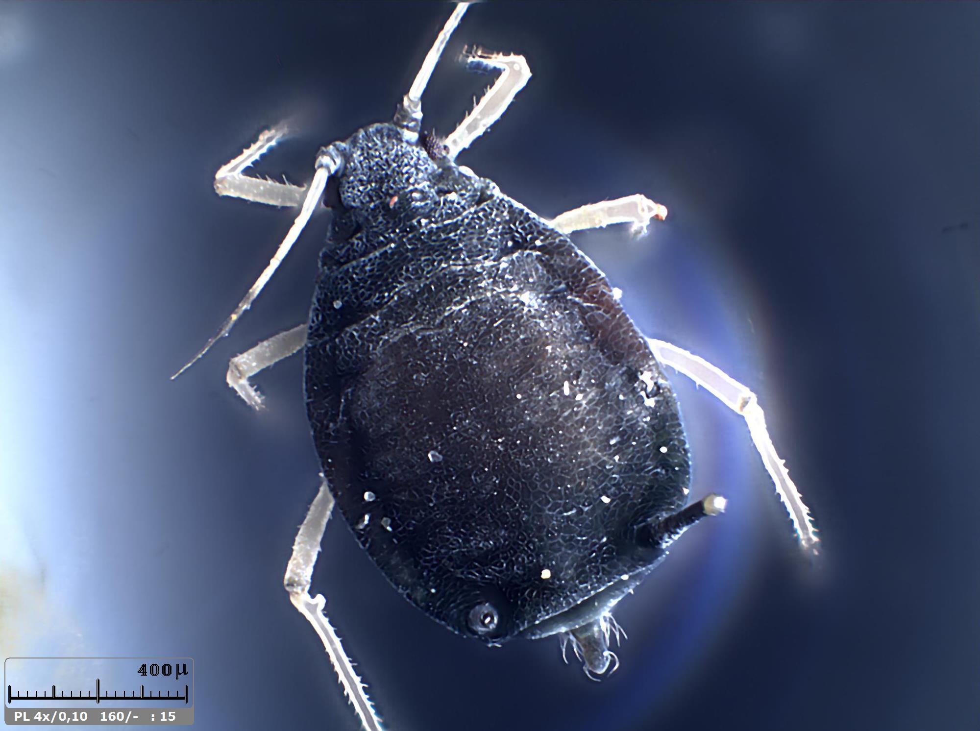 Esercitazioni in Helicon Focus