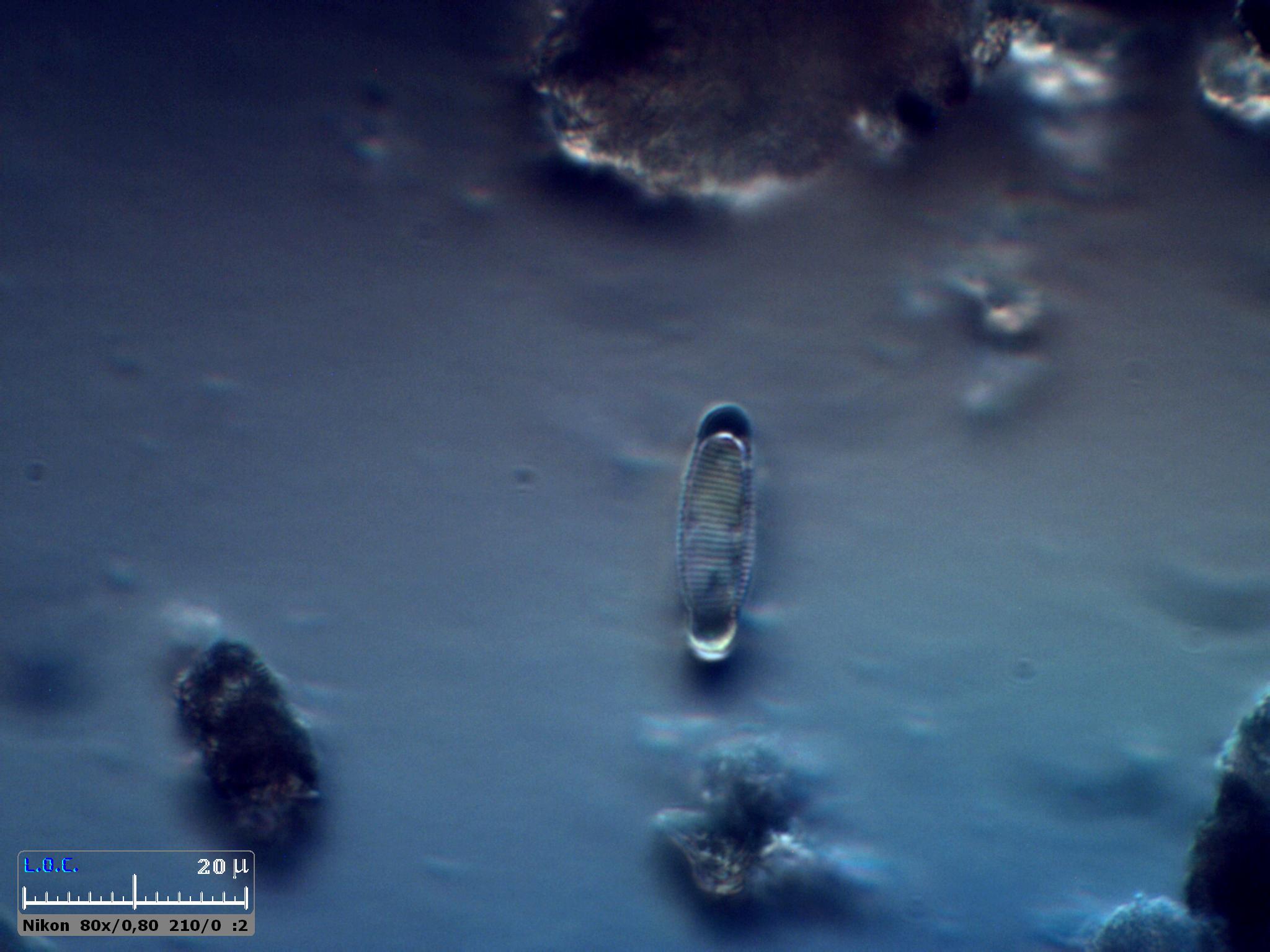 Diatomee, cianobatteri e Jean Gabin