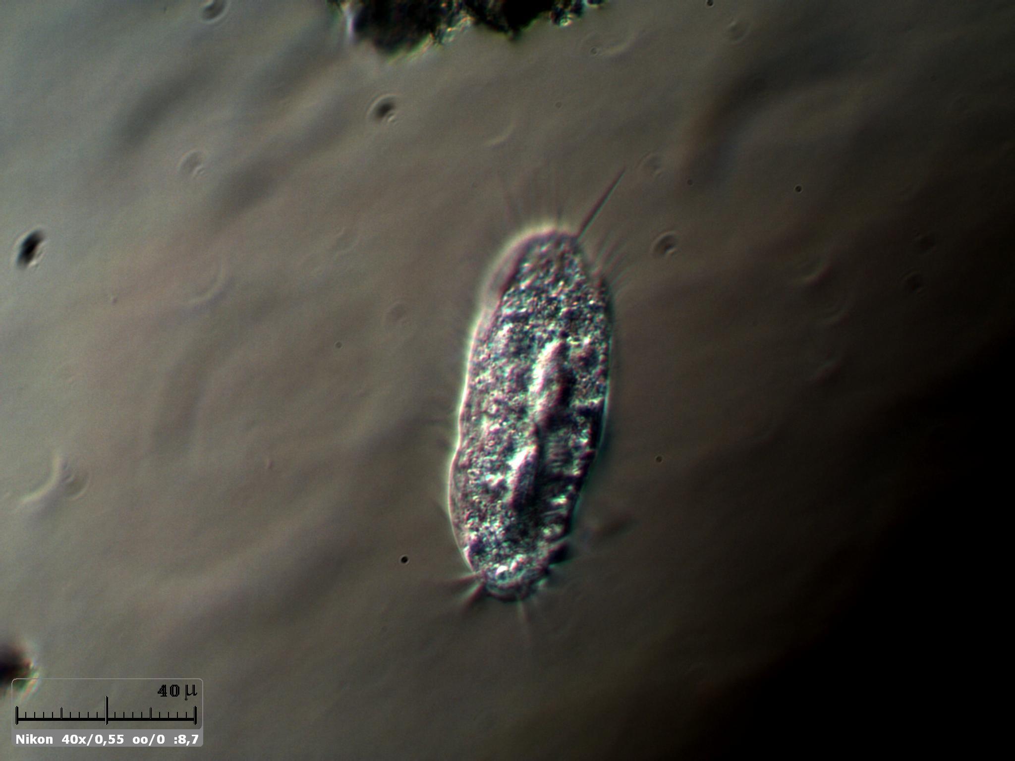 Euplotes