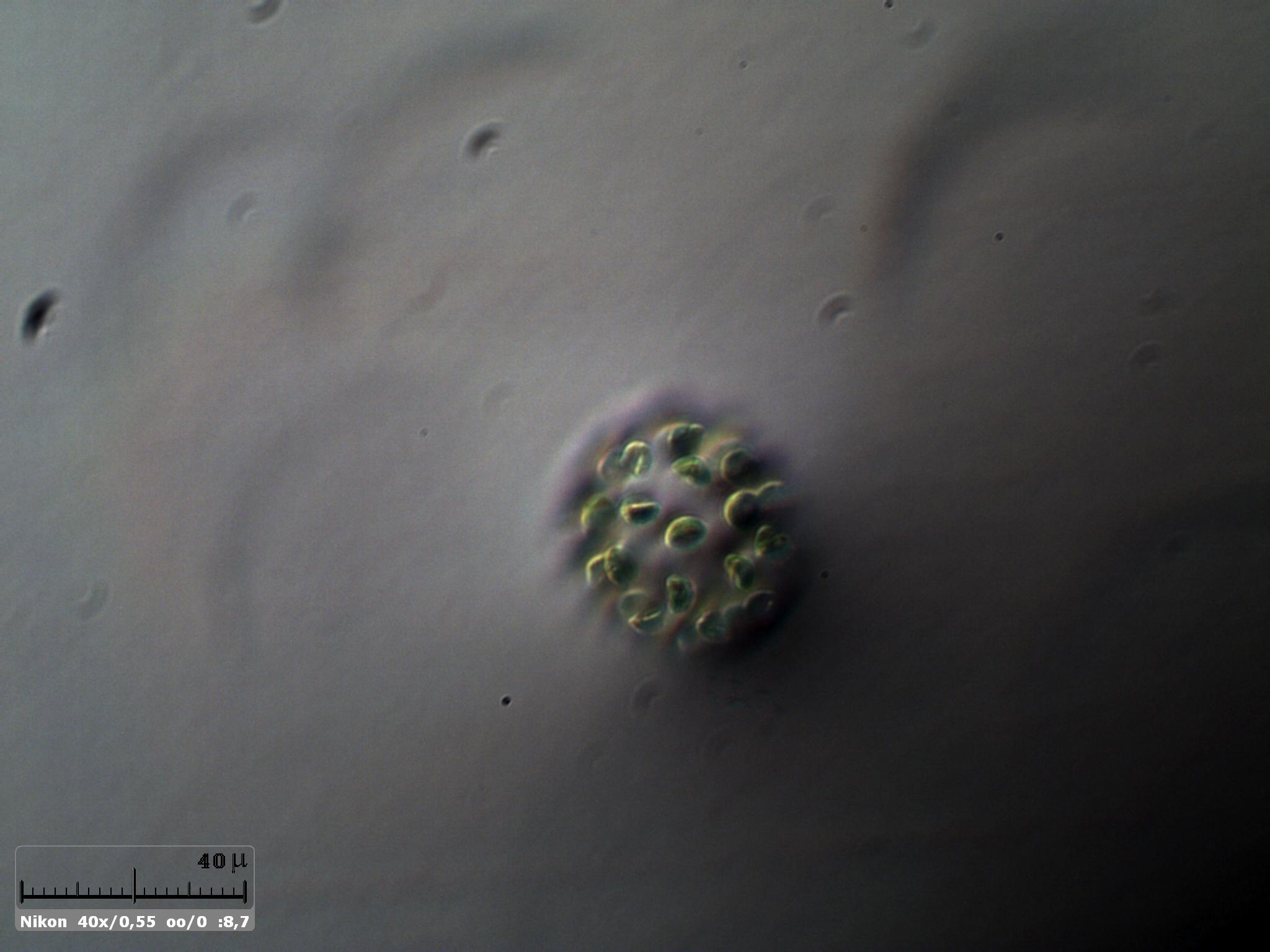 Eudorina