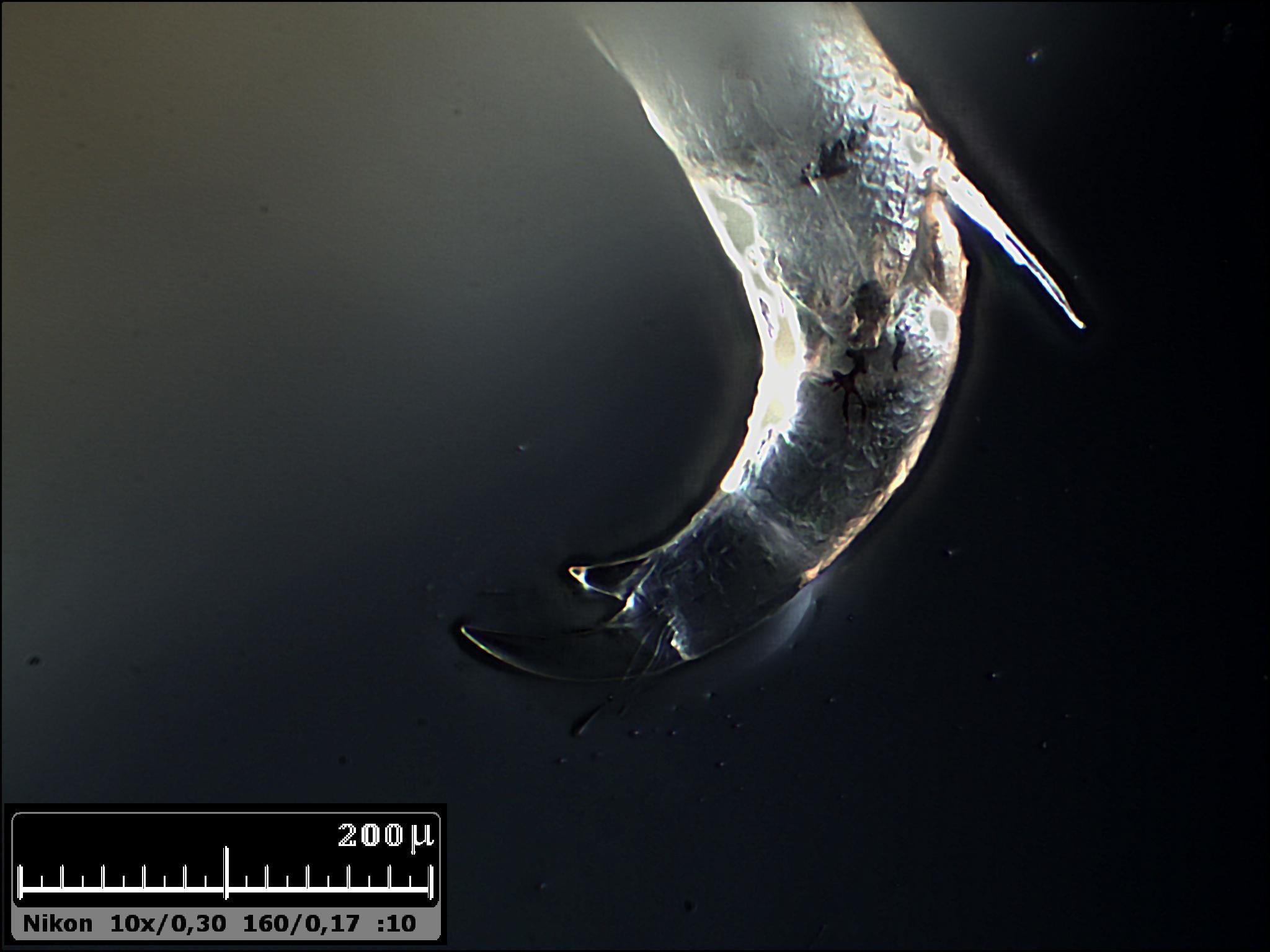 Esercitazioni in Helicon Focus