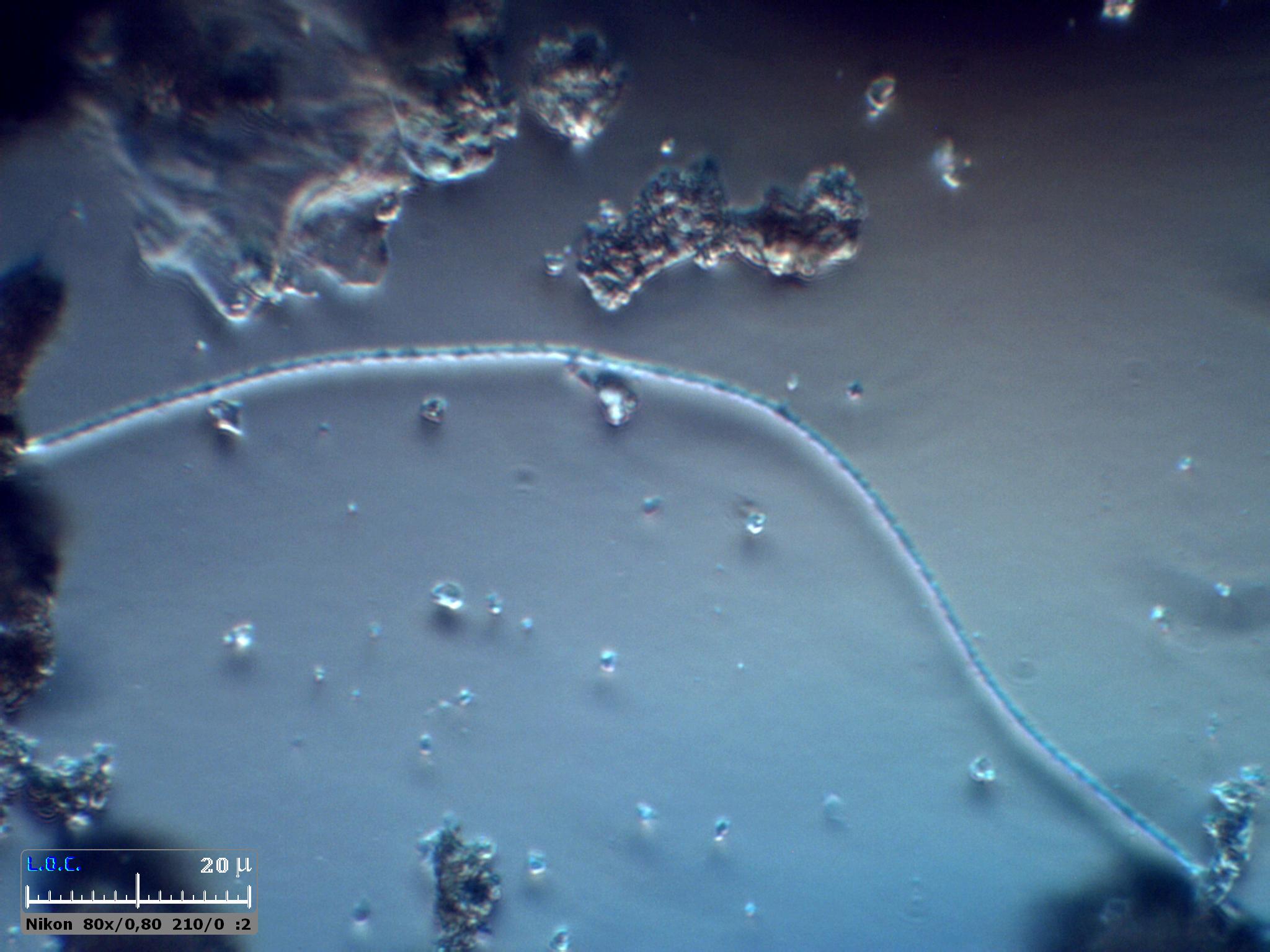 Diatomee, cianobatteri e Jean Gabin