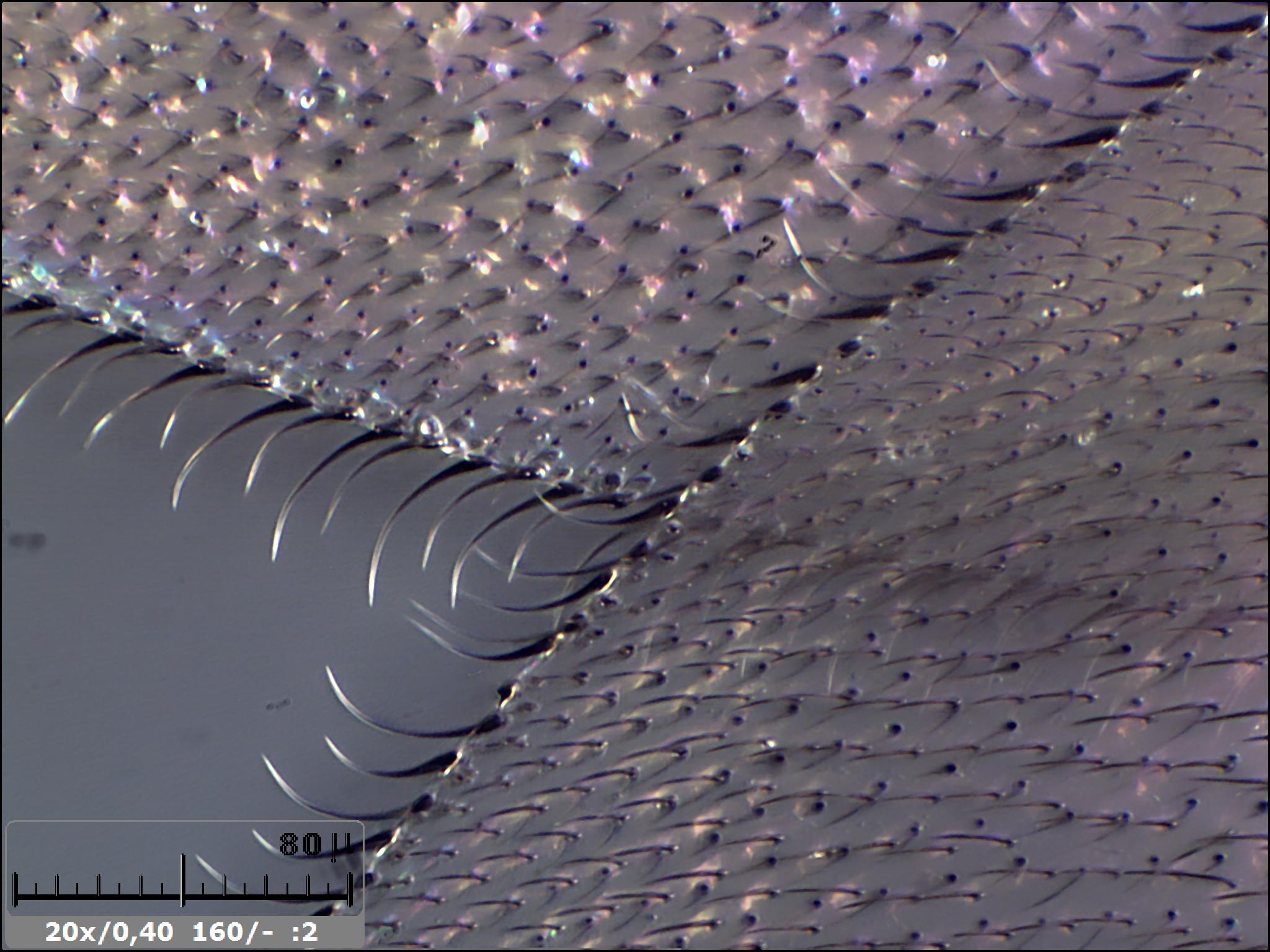 Esercitazioni in Helicon Focus