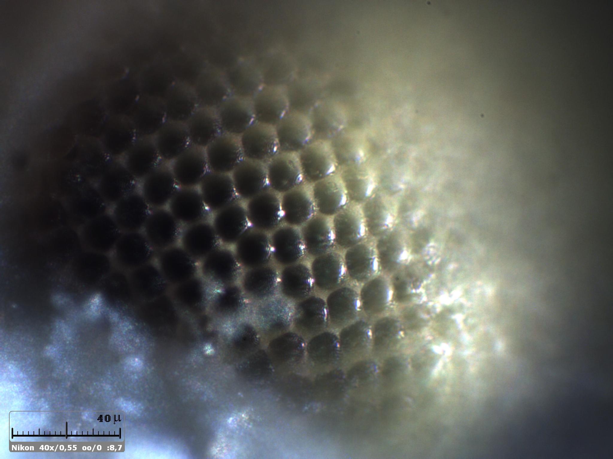 Esercitazioni in luce incidente