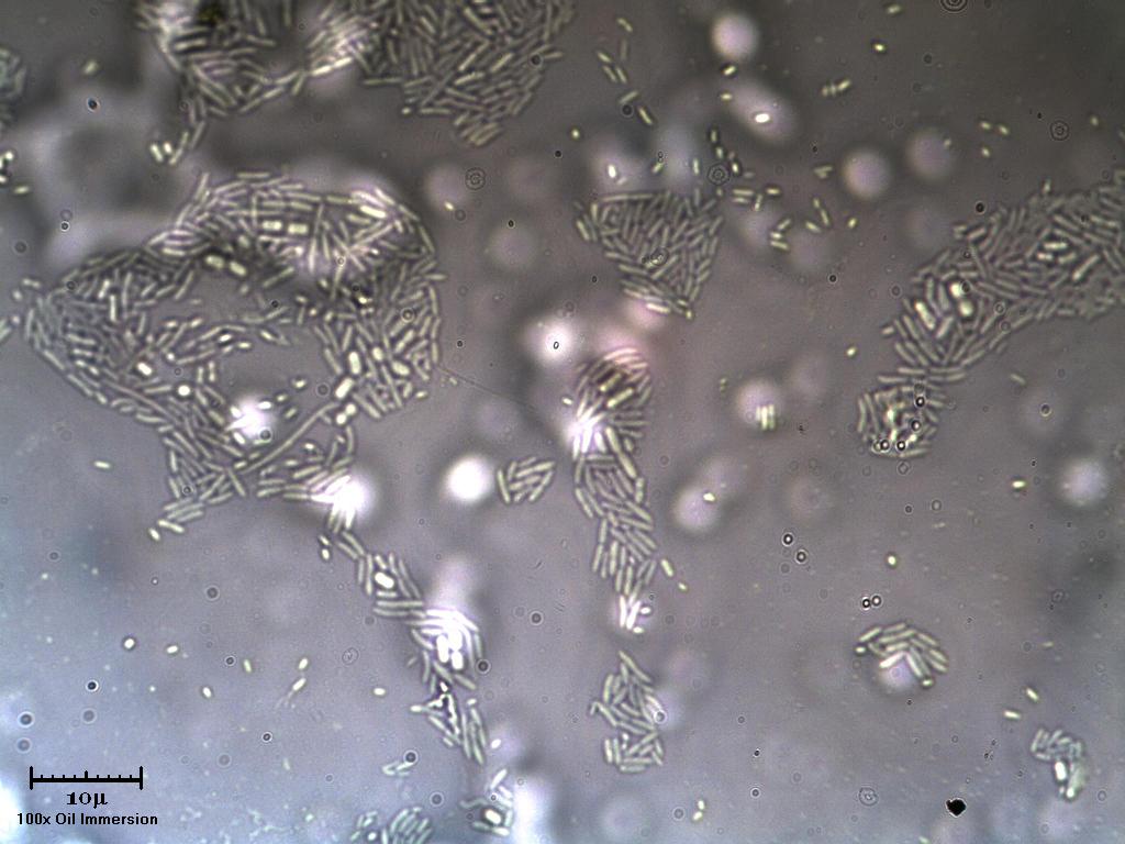 Pesante sto Pietro3310 :-D