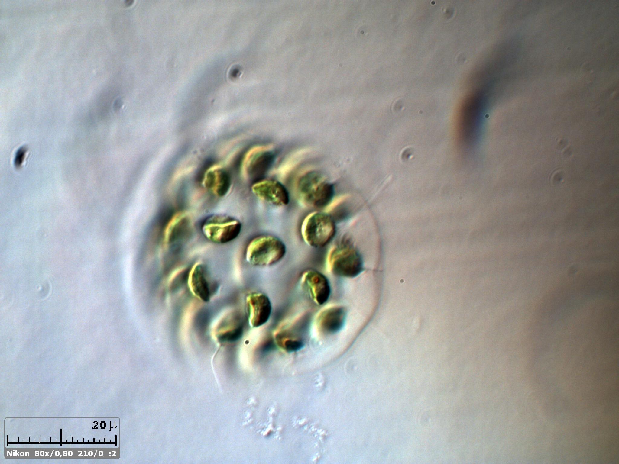 Eudorina