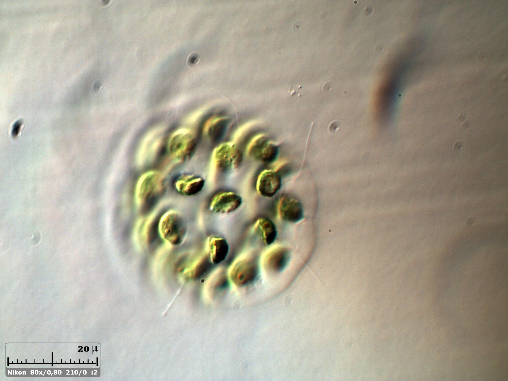Eudorina