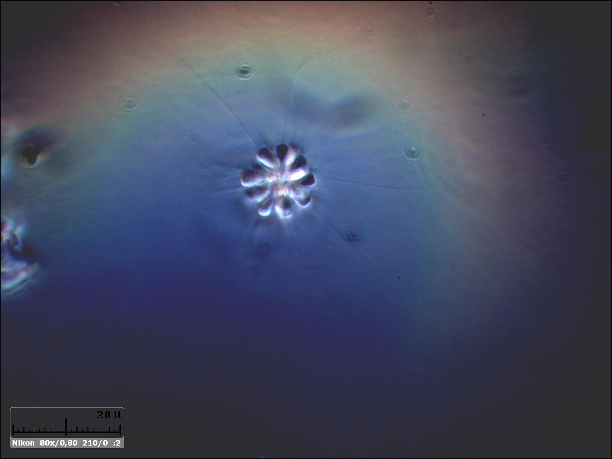 Che belli. Ho preso la Codosiga