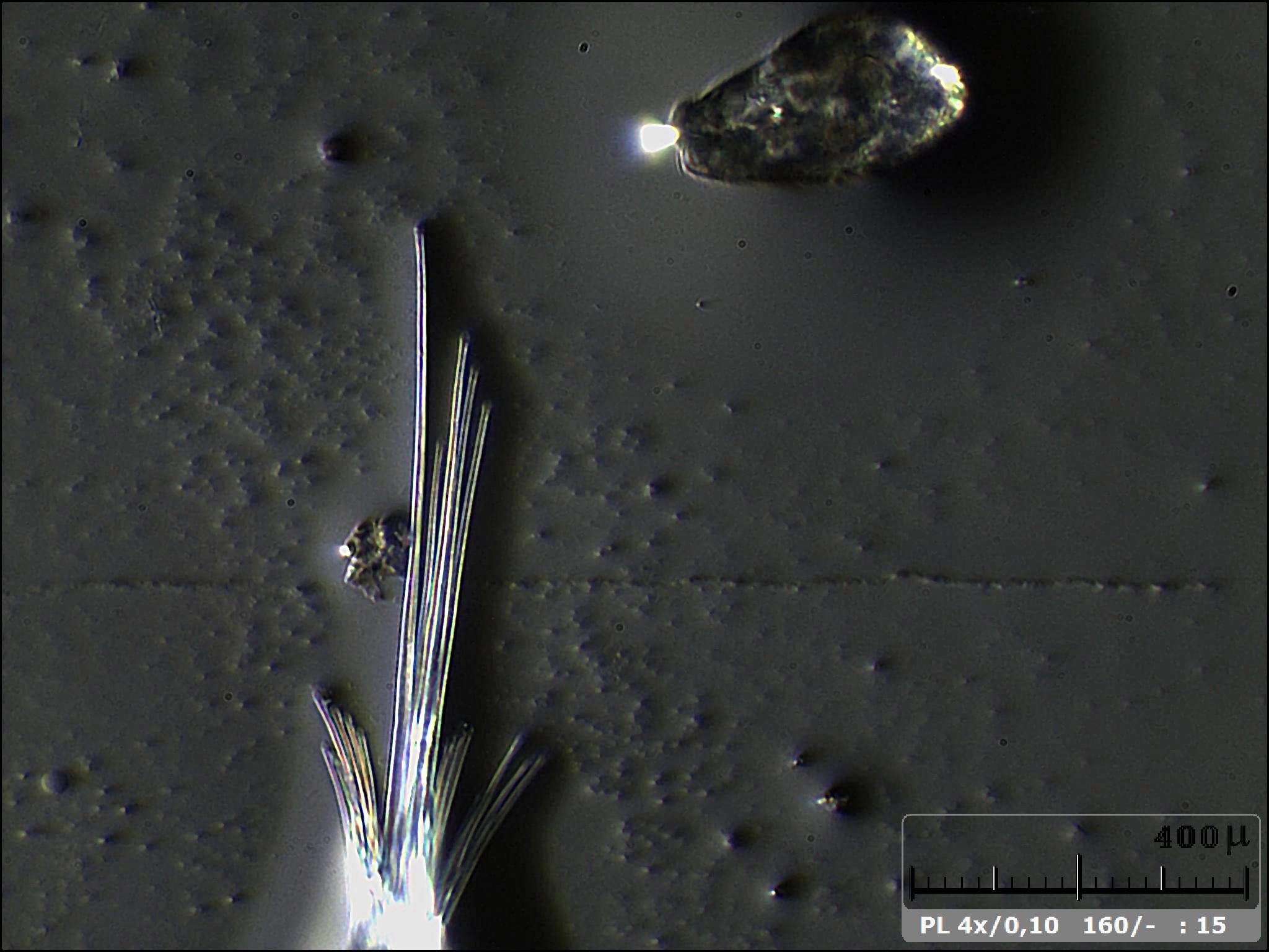 Esercitazioni in Helicon Focus