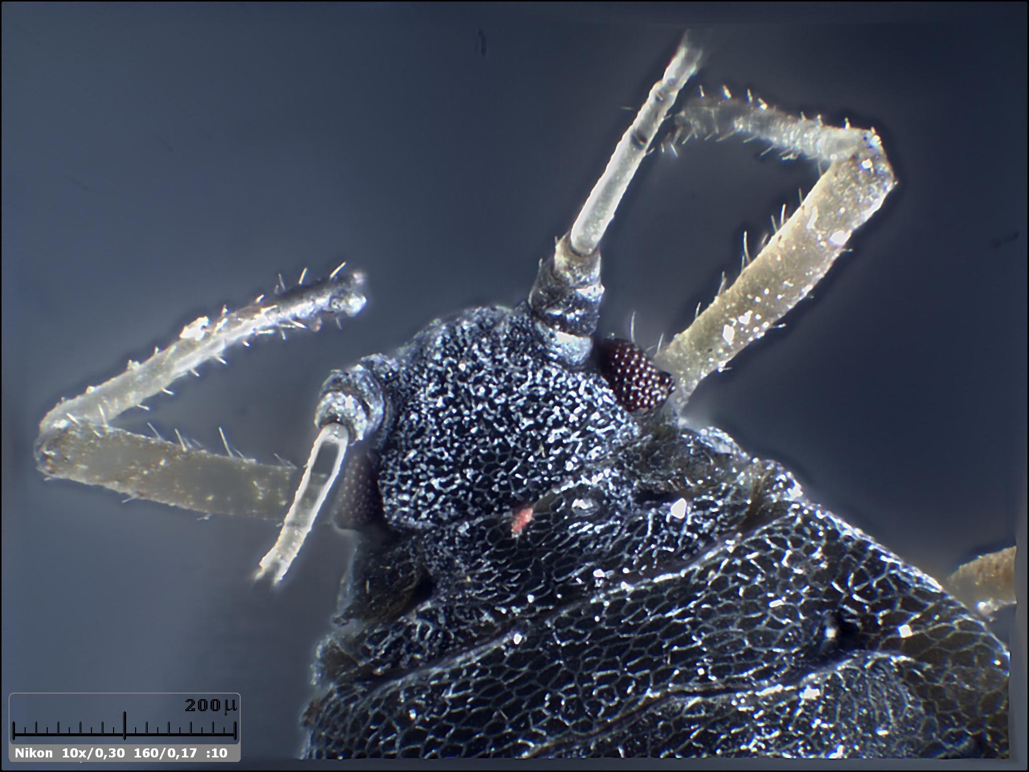 Esercitazioni in Helicon Focus