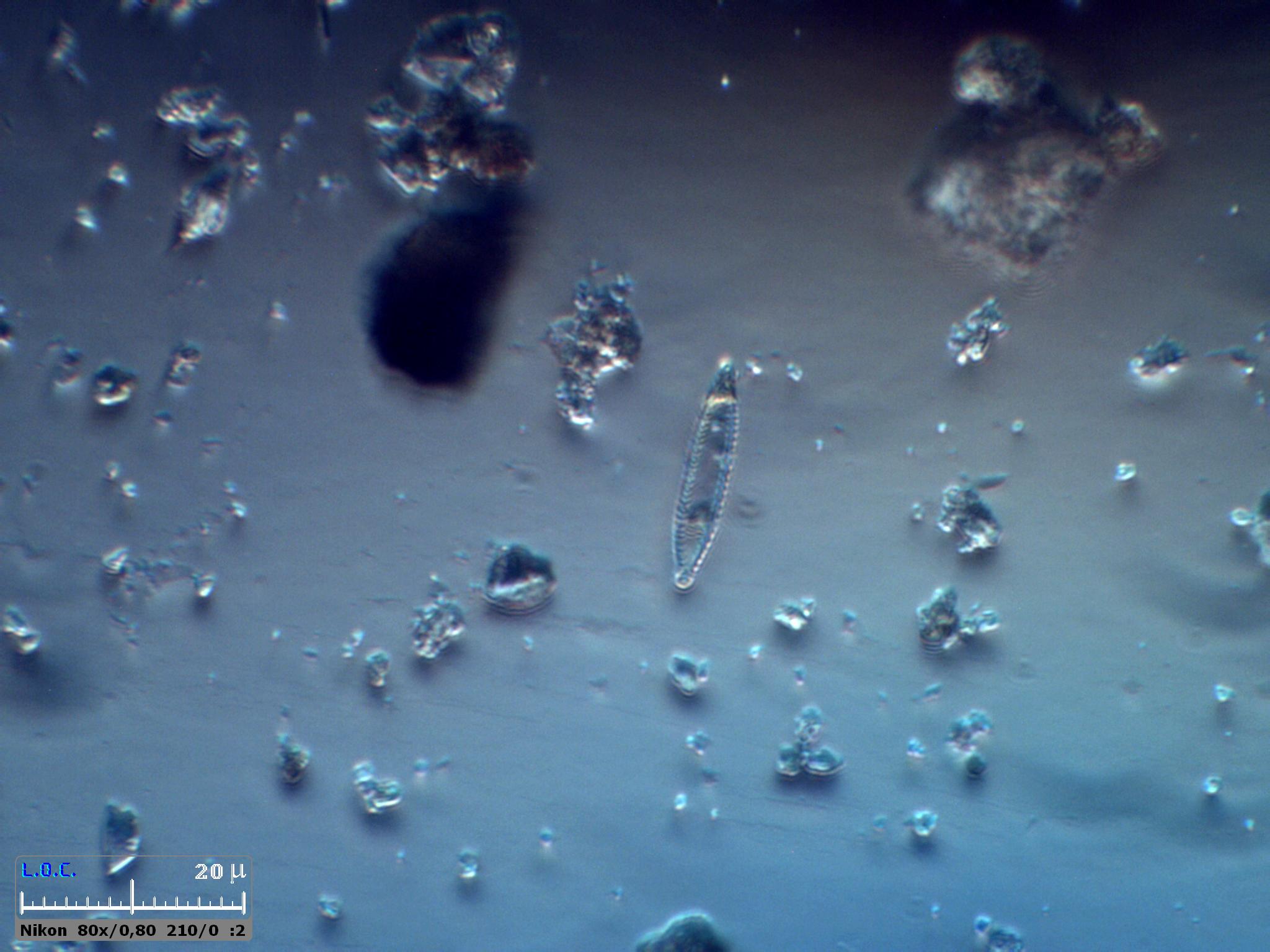 Diatomee, cianobatteri e Jean Gabin