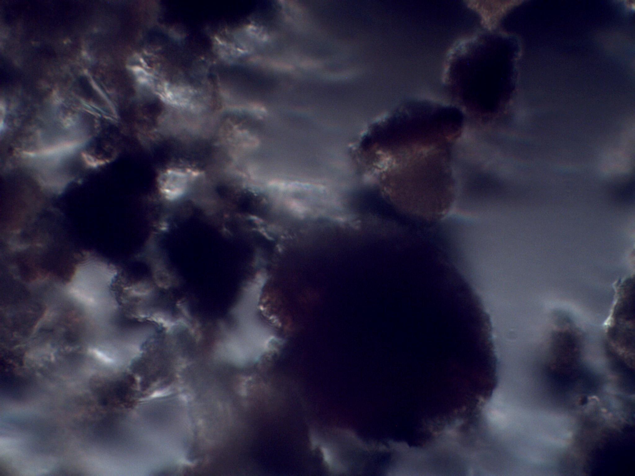 Diatomee, cianobatteri e Jean Gabin