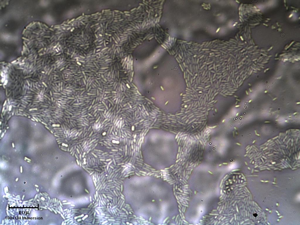 Pesante sto Pietro3310 :-D