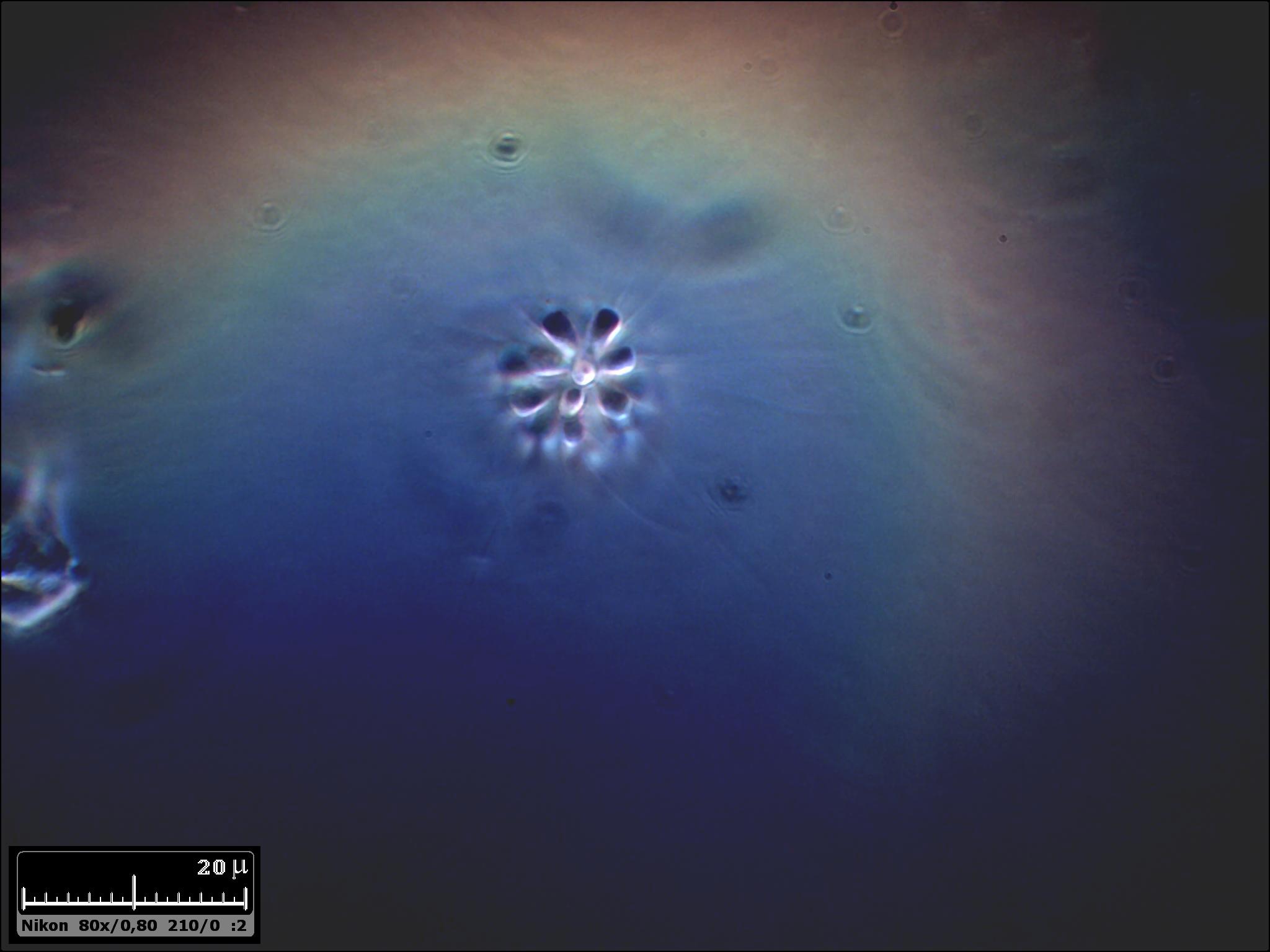 Che belli. Ho preso la Codosiga