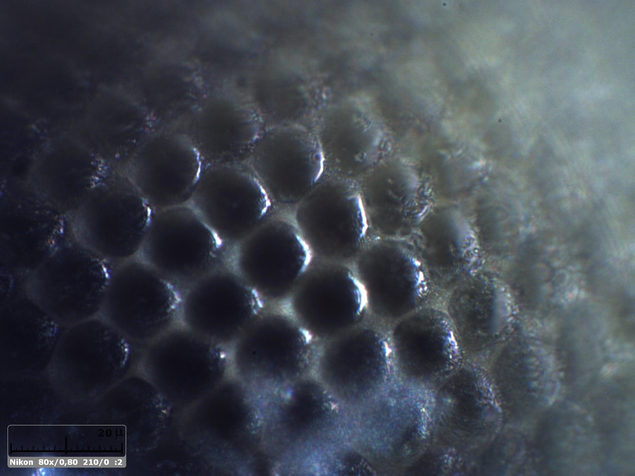 Esercitazioni in luce incidente