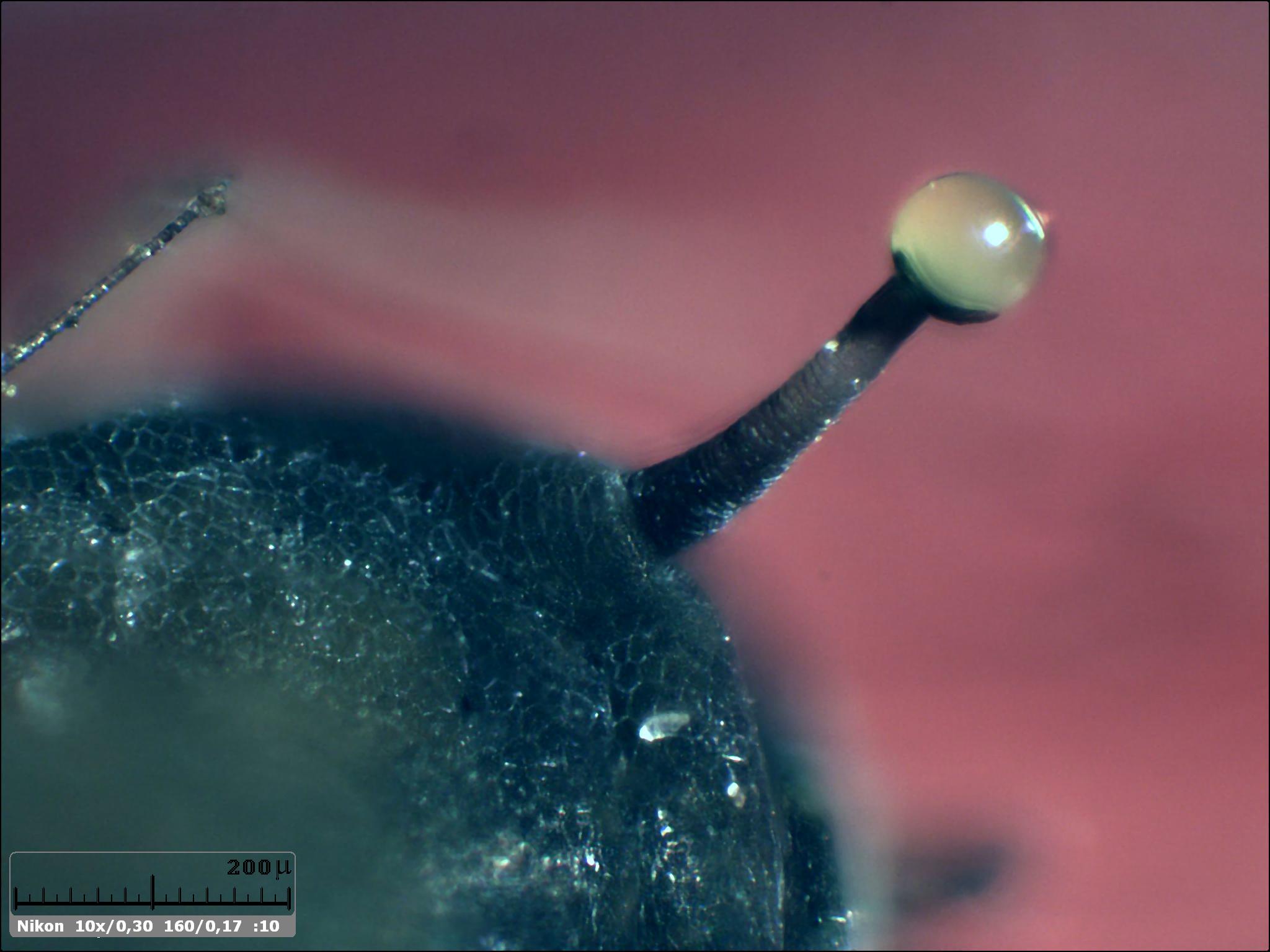 Esercitazioni in Helicon Focus