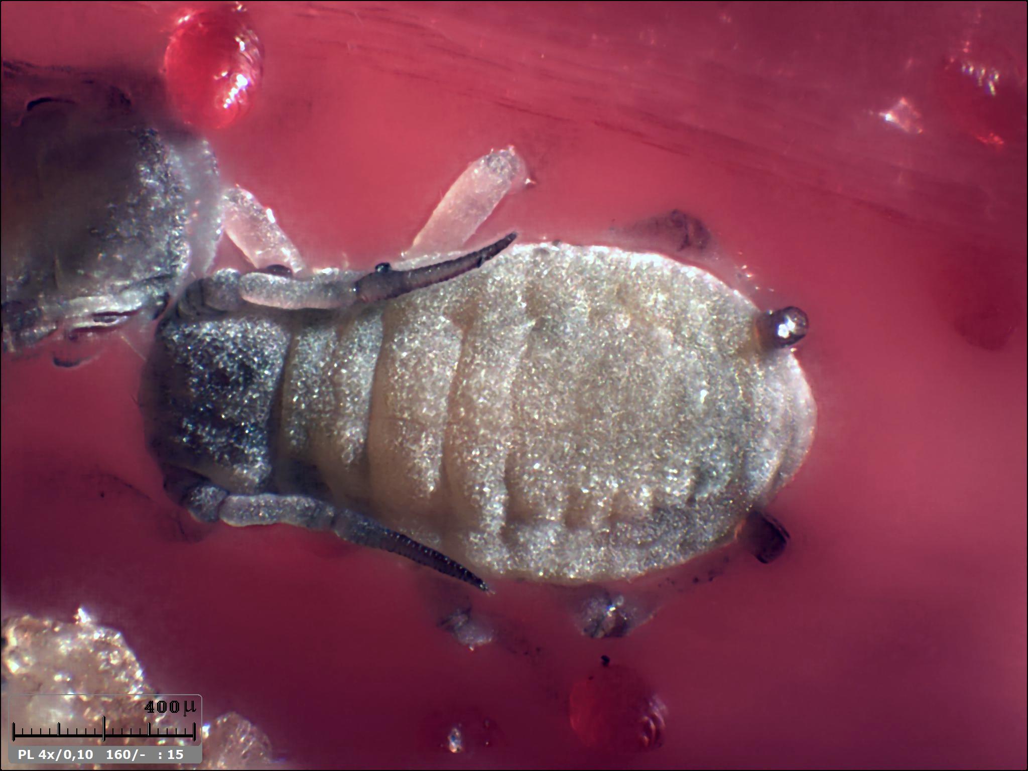 Esercitazioni in Helicon Focus